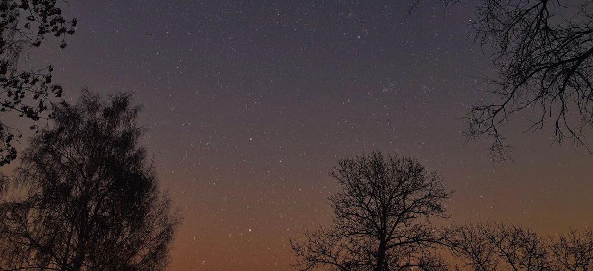 silhouette of trees under starry night