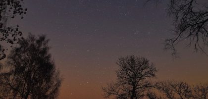 silhouette of trees under starry night