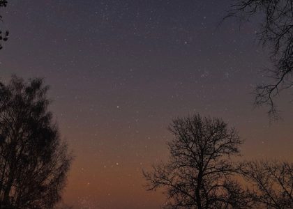 silhouette of trees under starry night